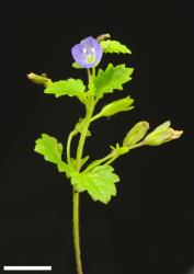 Veronica calycina. Sprig. Scale = 10 mm.
 Image: P.J. Garnock-Jones © P.J. Garnock-Jones CC-BY-NC 3.0 NZ